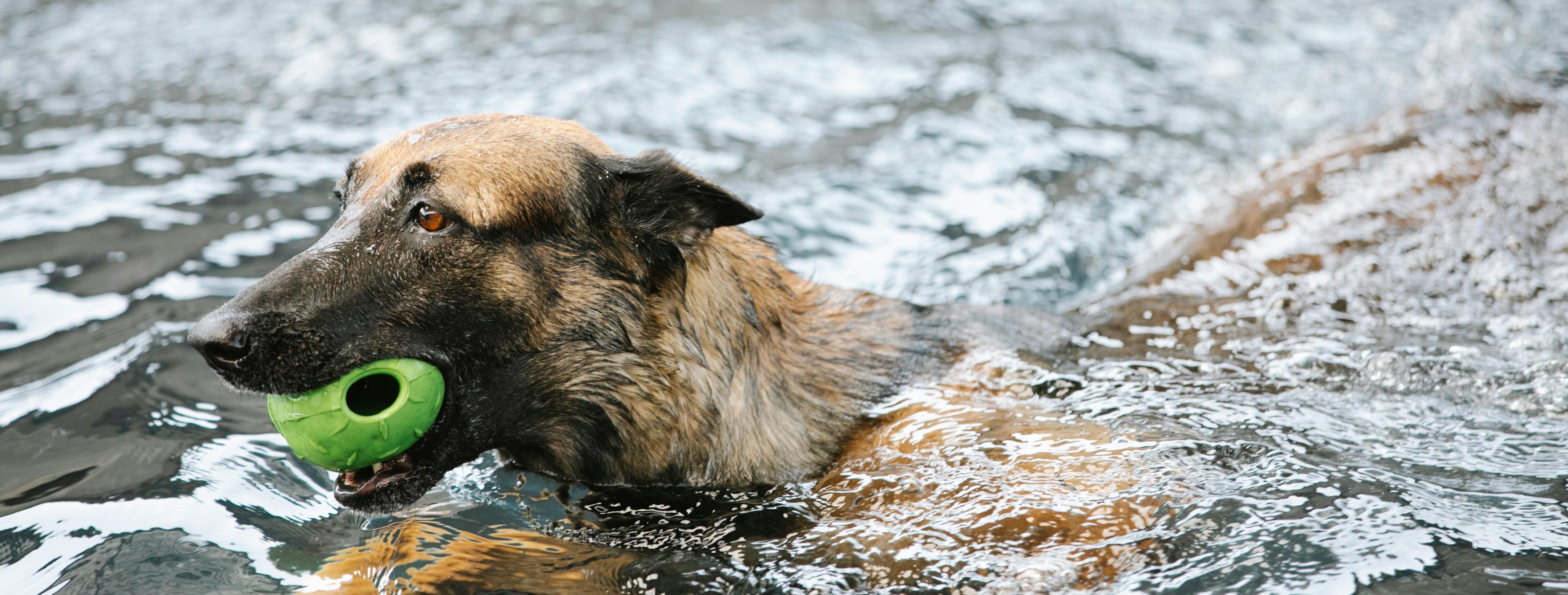 Pelota Dispensadora de Premios de Goma para Perro